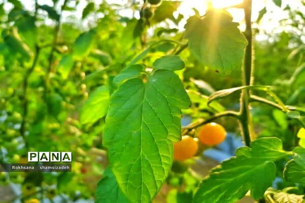 مزرعه پرورش توت فرنگی و گوجه فرنگی در  روستای درونک شهرستان امیدیه