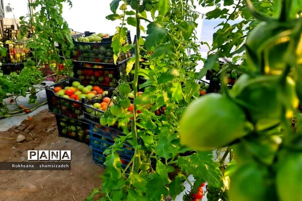 مزرعه پرورش توت فرنگی و گوجه فرنگی در  روستای درونک شهرستان امیدیه