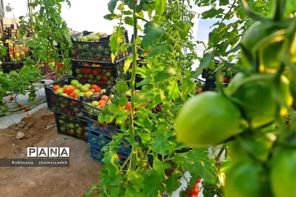 مزرعه پرورش توت فرنگی و گوجه فرنگی در  روستای درونک شهرستان امیدیه