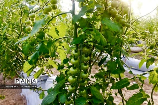 مزرعه پرورش توت فرنگی و گوجه فرنگی در  روستای درونک شهرستان امیدیه