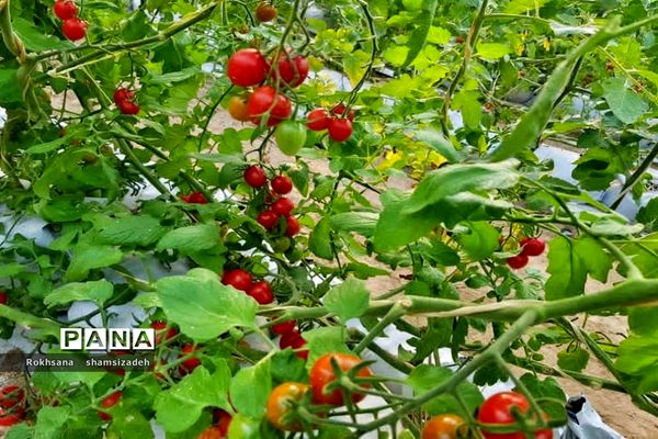 مزرعه پرورش توت فرنگی و گوجه فرنگی در  روستای درونک شهرستان امیدیه