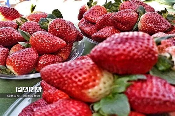 مزرعه پرورش توت فرنگی و گوجه فرنگی در  روستای درونک شهرستان امیدیه