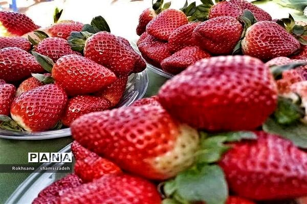 مزرعه پرورش توت فرنگی و گوجه فرنگی در  روستای درونک شهرستان امیدیه