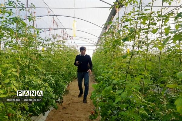 مزرعه پرورش توت فرنگی و گوجه فرنگی در  روستای درونک شهرستان امیدیه