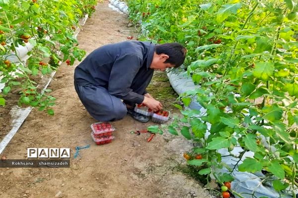 مزرعه پرورش توت فرنگی و گوجه فرنگی در  روستای درونک شهرستان امیدیه