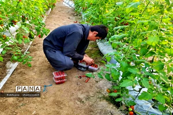 مزرعه پرورش توت فرنگی و گوجه فرنگی در  روستای درونک شهرستان امیدیه