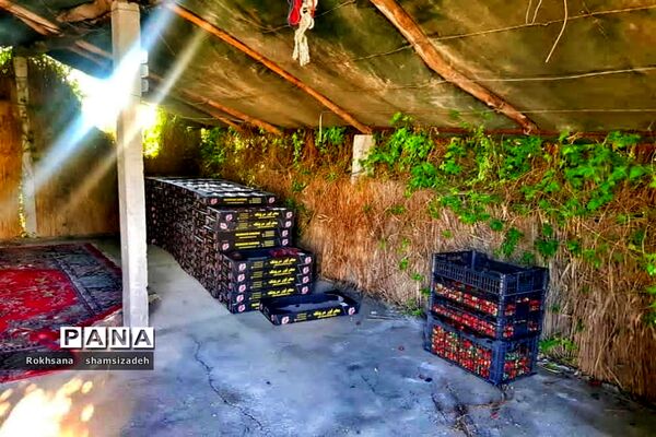 مزرعه پرورش توت فرنگی و گوجه فرنگی در  روستای درونک شهرستان امیدیه
