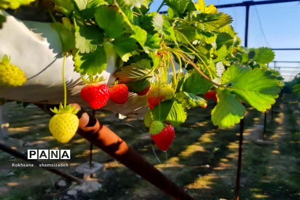 مزرعه پرورش توت فرنگی و گوجه فرنگی در  روستای درونک شهرستان امیدیه