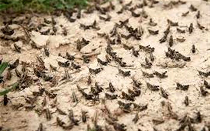 فائو تجهیزات بیشتری را برای کنترل ملخ در اختیار ایران قرار داد