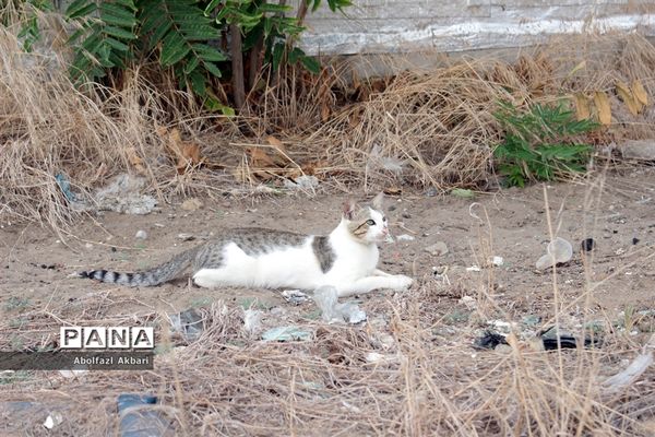 ساحل فرح‌آباد ساری و زباله‌هایی  رها شده