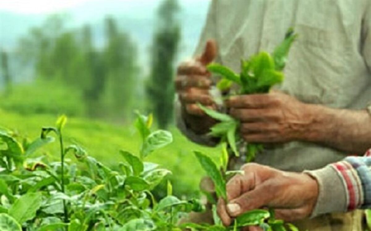 برداشت ۸۳ هزار تن برگ سبز چای