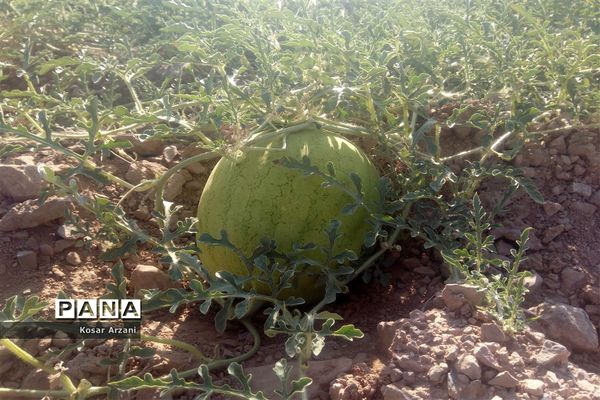 هندوانه دیمی