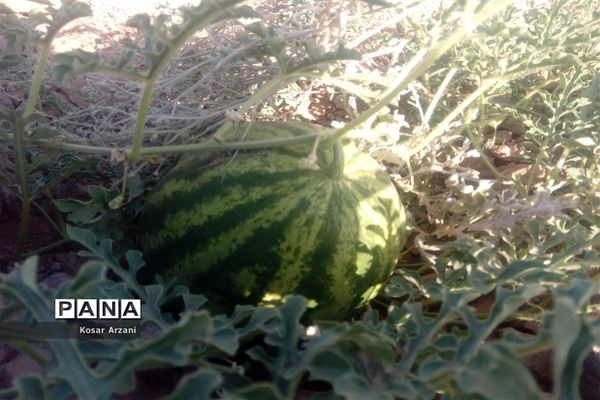 هندوانه دیمی