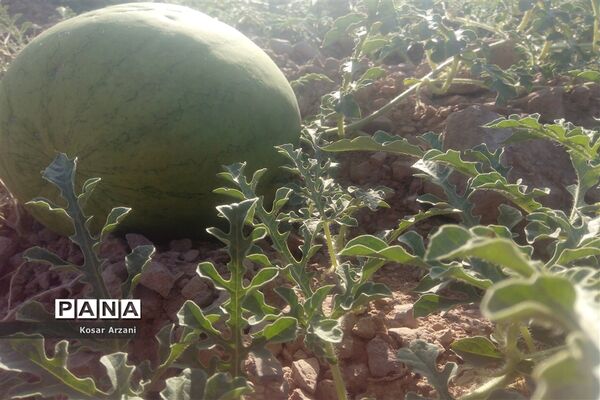 هندوانه دیمی