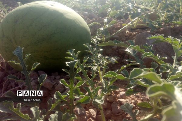 هندوانه دیمی