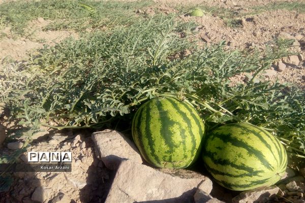 هندوانه دیمی