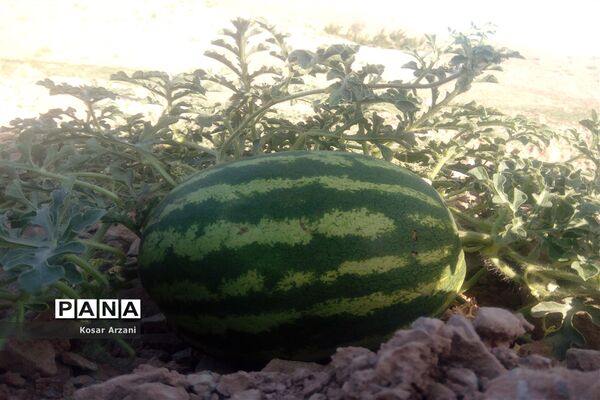 هندوانه دیمی