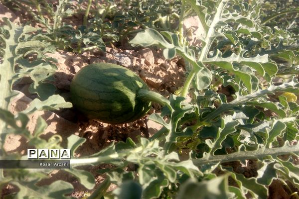 هندوانه دیمی