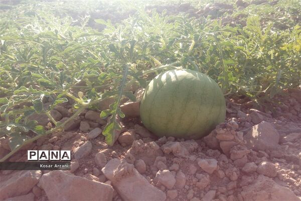 هندوانه دیمی