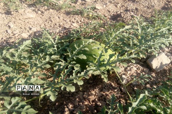 هندوانه دیمی