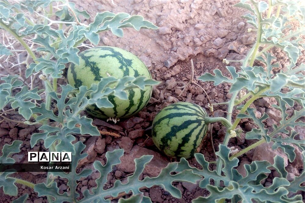 هندوانه دیمی