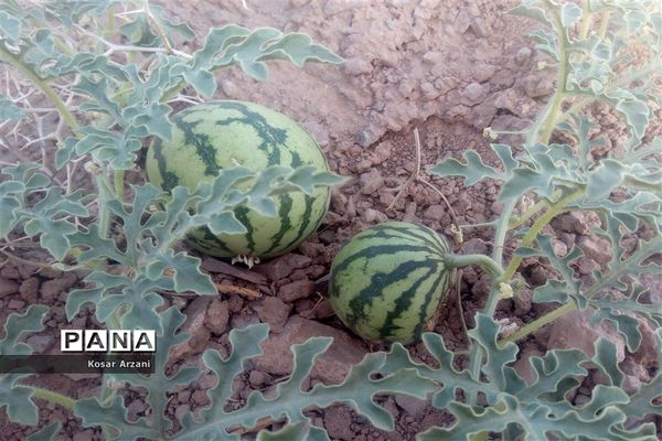 هندوانه دیمی