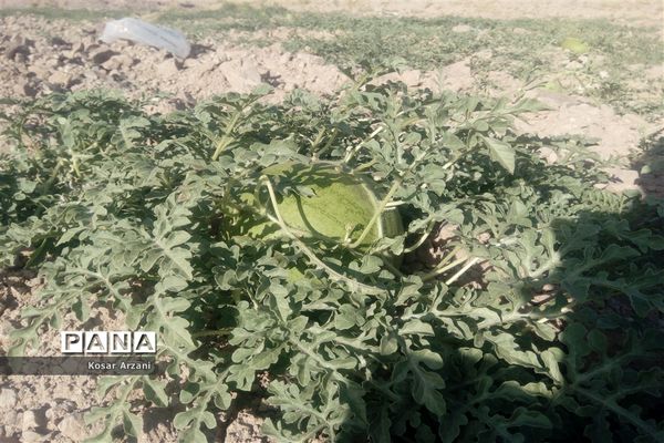 هندوانه دیمی