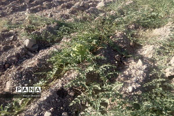 هندوانه دیمی