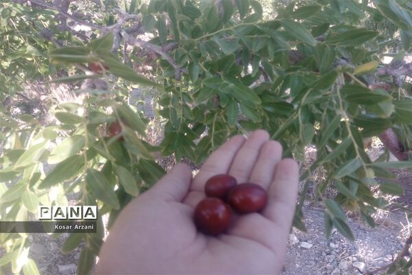 عناب تازه و شیرین