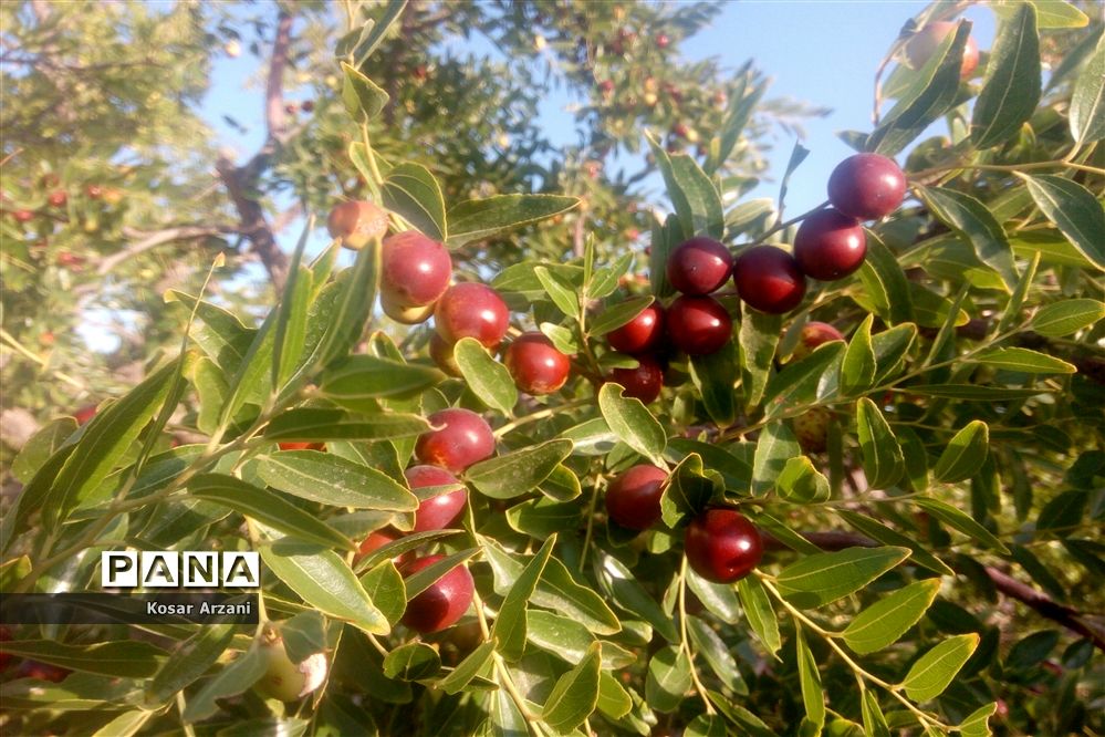 عناب تازه و شیرین