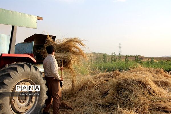 خرمن کوبی گندم درشهرخوسف  خراسان جنوبی