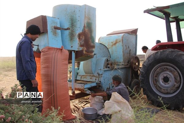 خرمن کوبی گندم درشهرخوسف  خراسان جنوبی