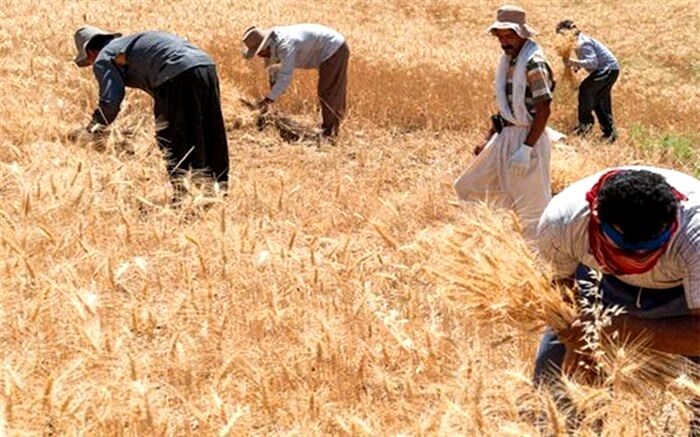 خرید گندم مازاد بر نیاز کشاورزان از ۸ میلیون تن گذشت