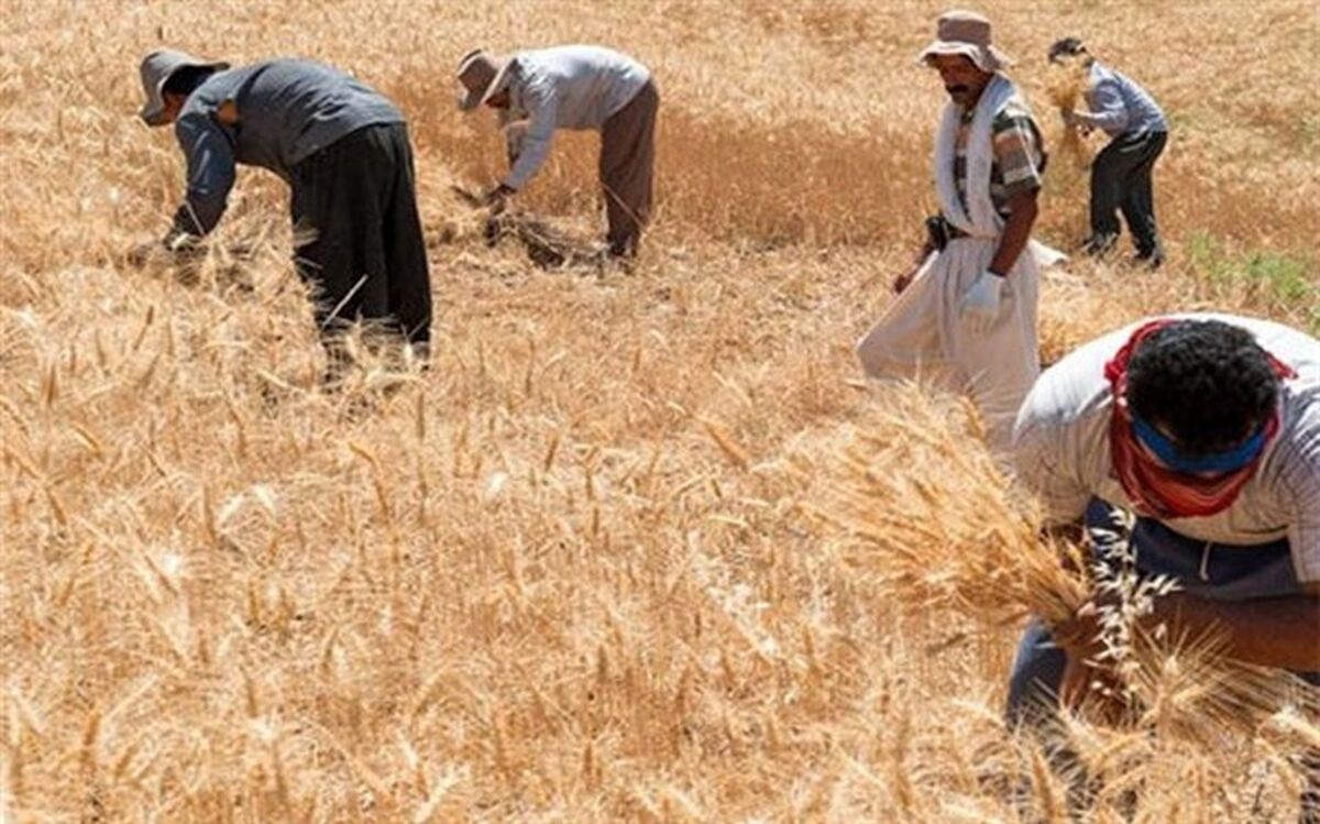 خرید گندم مازاد بر نیاز کشاورزان از ۸ میلیون تن گذشت