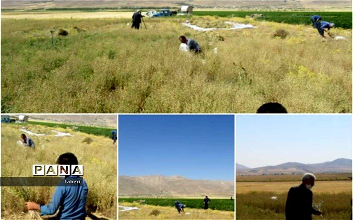 آغازبرداشت سیاه دانه