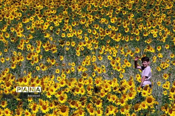 مزرعه آفتابگردان