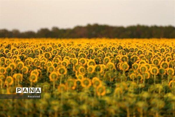 مزرعه آفتابگردان