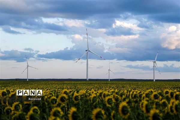 مزرعه آفتابگردان