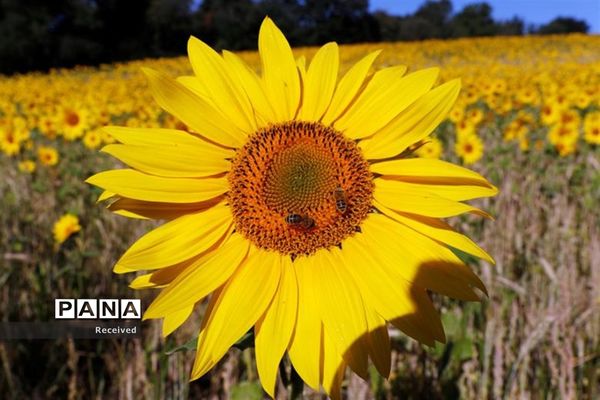 مزرعه آفتابگردان