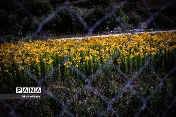 سفر به منطقه کوهستانی  البرز مرکزی