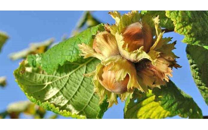 وضعیت باغات فندق گیلان خوب است  