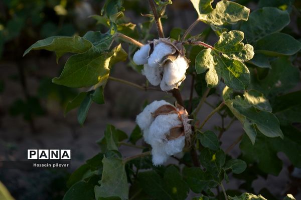 رسیدن پنبه در شهرستان خوسف