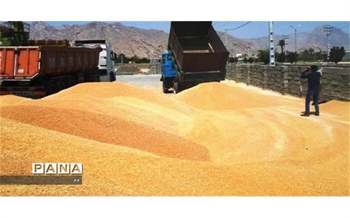 خرید بیش از ۸.۲ میلیون تن گندم از کشاورزان