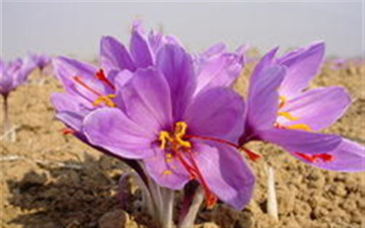 رشیدی:‌ بازاریابی و پیشرفت صنایع تبدیلی، جایگاه زعفران ایران را در دنیا تقویت می‌کند