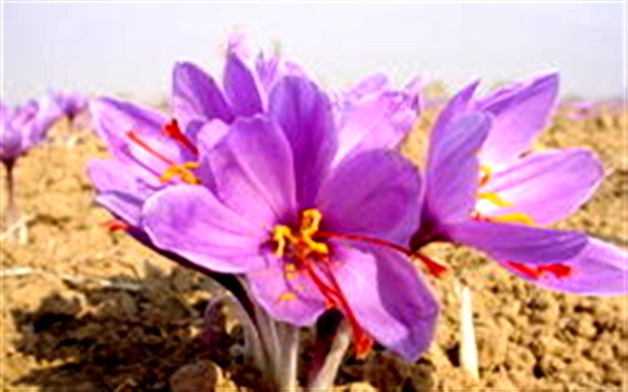 رشیدی:‌ بازاریابی و پیشرفت صنایع تبدیلی، جایگاه زعفران ایران را در دنیا تقویت می‌کند