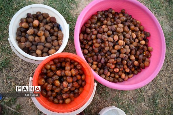 آغاز برداشت محصول رطب و خرمای نخلستان‌های  گله‌دار