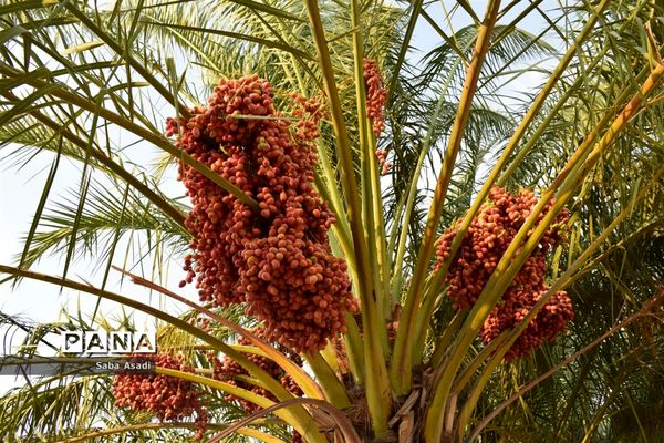 آغاز برداشت محصول رطب و خرمای نخلستان‌های  گله‌دار