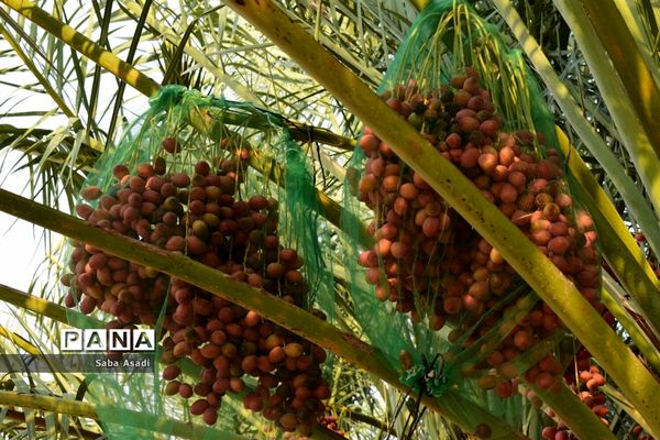 آغاز برداشت محصول رطب و خرمای نخلستان‌های  گله‌دار