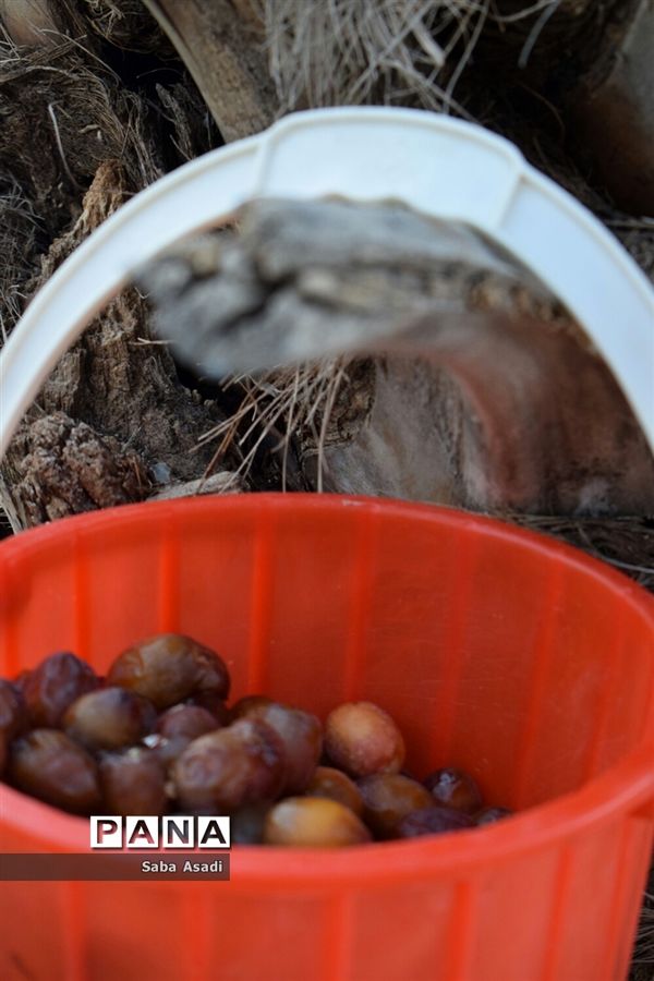 آغاز برداشت محصول رطب و خرمای نخلستان‌های  گله‌دار