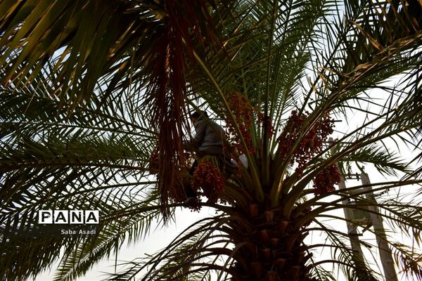 آغاز برداشت محصول رطب و خرمای نخلستان‌های  گله‌دار